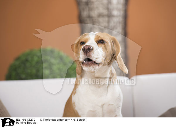 bellender Beagle / barking Beagle / NN-12272