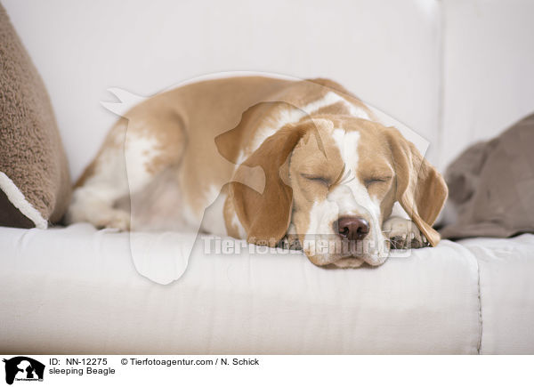 schlafender Beagle / sleeping Beagle / NN-12275