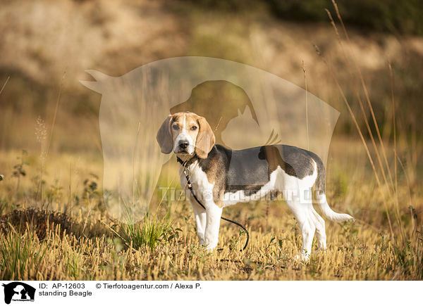 stehender Beagle / standing Beagle / AP-12603