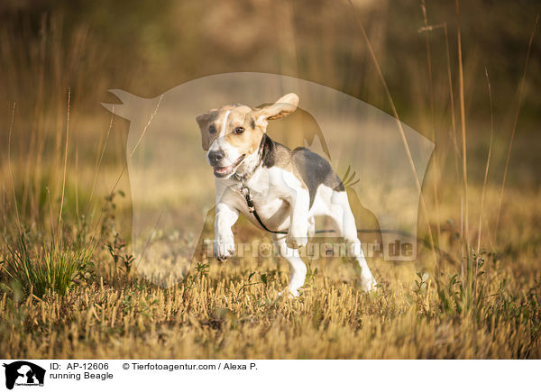rennender Beagle / running Beagle / AP-12606
