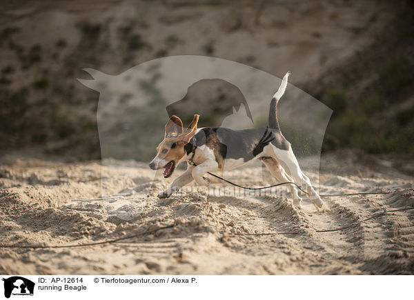 rennender Beagle / running Beagle / AP-12614