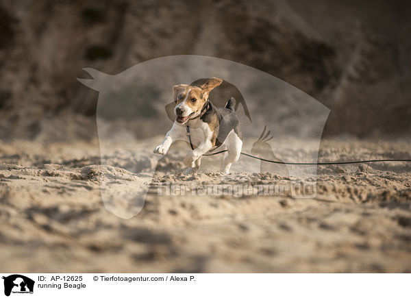 rennender Beagle / running Beagle / AP-12625