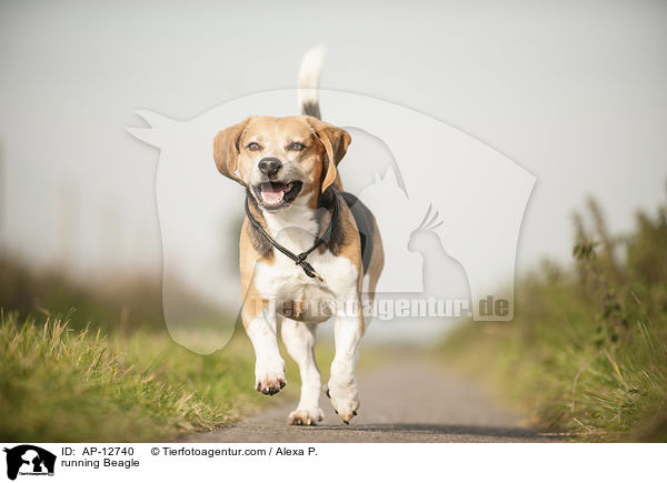 running Beagle / AP-12740