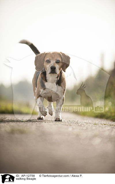 laufender Beagle / walking Beagle / AP-12758