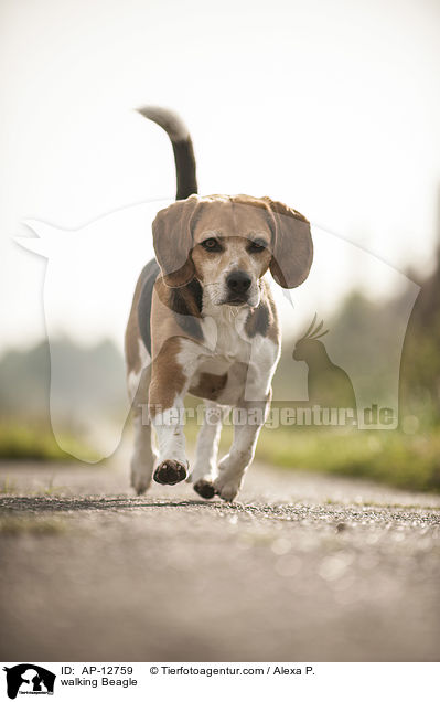 laufender Beagle / walking Beagle / AP-12759