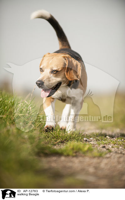 laufender Beagle / walking Beagle / AP-12763