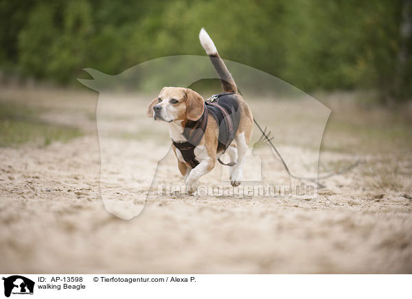 laufender Beagle / walking Beagle / AP-13598