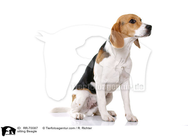 sitzender Beagle / sitting Beagle / RR-70087