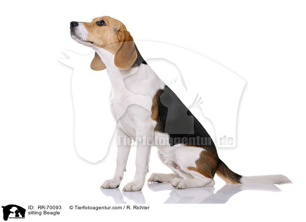 sitzender Beagle / sitting Beagle / RR-70093