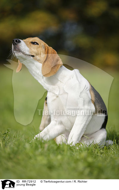 junger Beagle / young Beagle / RR-72912