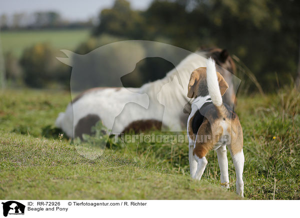 Beagle and Pony / RR-72926