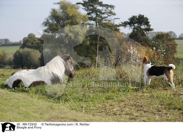 Beagle and Pony / RR-72930