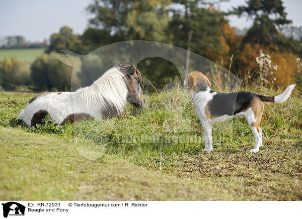 Beagle und Pony / Beagle and Pony / RR-72931