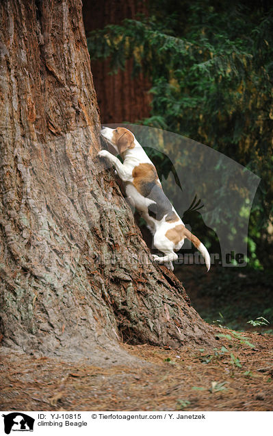 kletternder Beagle / climbing Beagle / YJ-10815