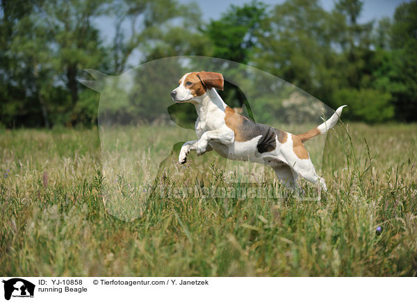 running Beagle / YJ-10858