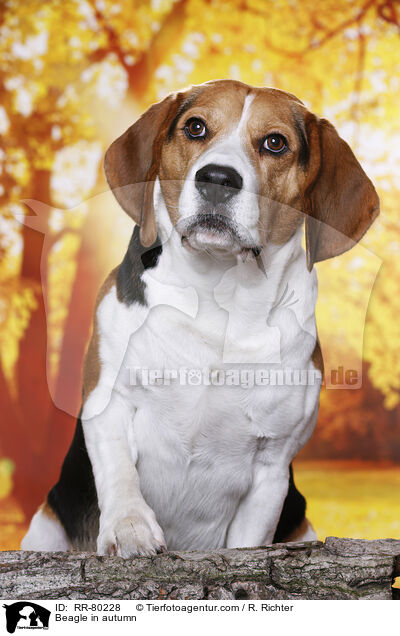 Beagle im Herbst / Beagle in autumn / RR-80228