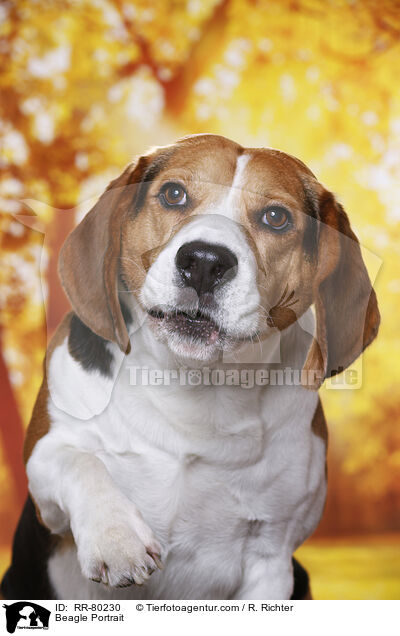 Beagle Portrait / Beagle Portrait / RR-80230