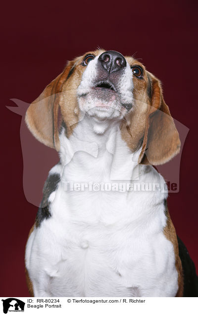 Beagle Portrait / Beagle Portrait / RR-80234