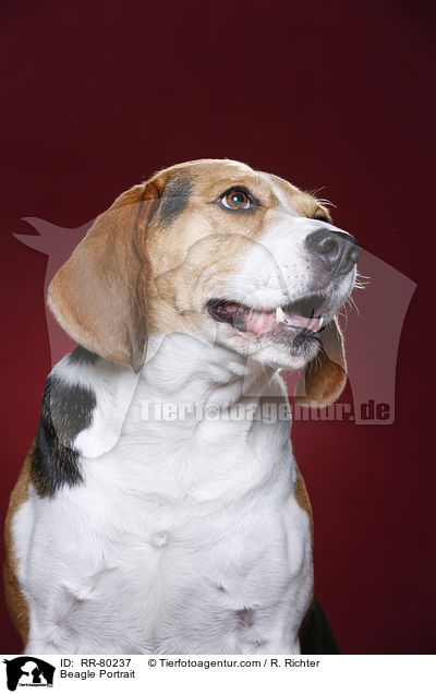 Beagle Portrait / Beagle Portrait / RR-80237