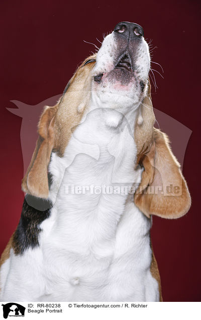 Beagle Portrait / Beagle Portrait / RR-80238