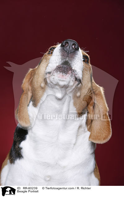 Beagle Portrait / Beagle Portrait / RR-80239