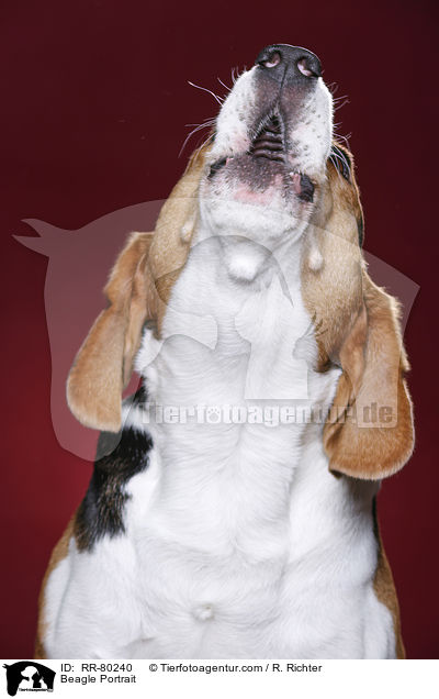 Beagle Portrait / Beagle Portrait / RR-80240