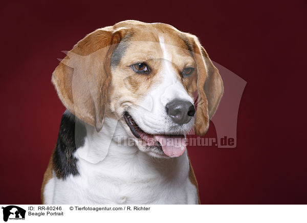 Beagle Portrait / Beagle Portrait / RR-80246