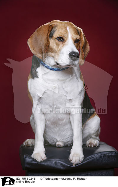 sitzender Beagle / sitting Beagle / RR-80248