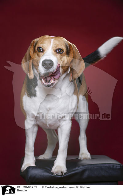 Beagle / Beagle / RR-80252