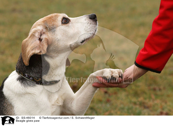 Beagle gibt Pftchen / Beagle gives paw / SS-46014