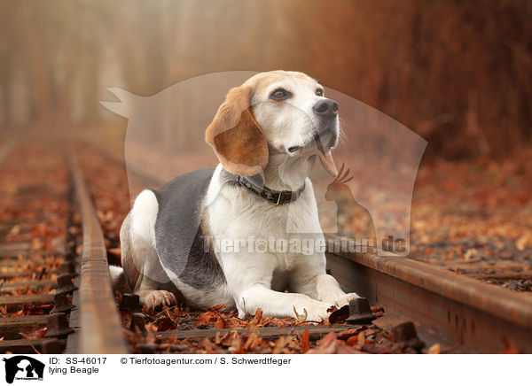 liegender Beagle / lying Beagle / SS-46017