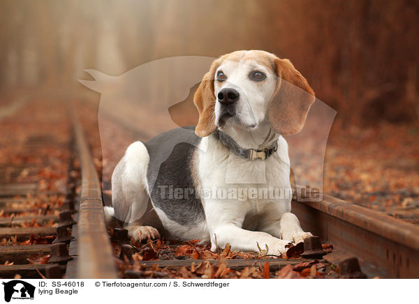 liegender Beagle / lying Beagle / SS-46018