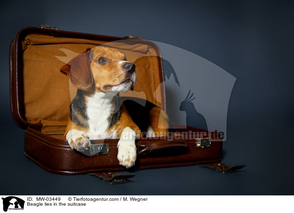 Beagle liegt im Koffer / Beagle lies in the suitcase / MW-03449