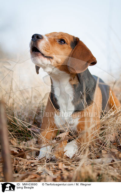 liegender Beagle / lying Beagle / MW-03690