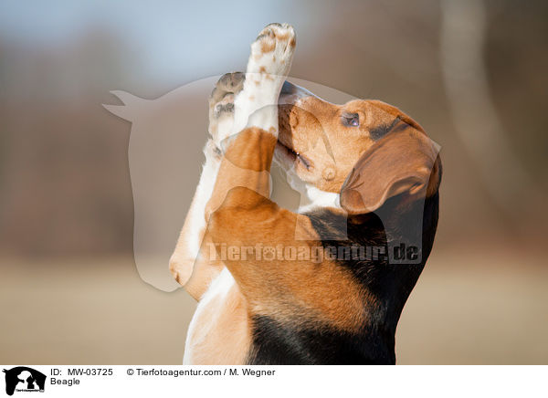 Beagle / Beagle / MW-03725