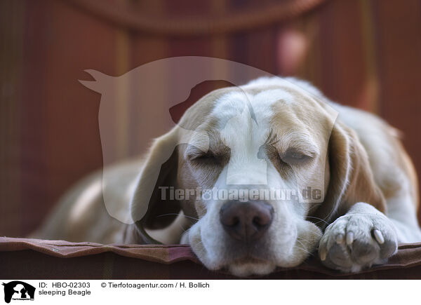 schlafender Beagle / sleeping Beagle / HBO-02303