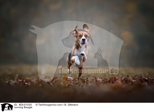 rennender Beagle / running Beagle / BDI-01025