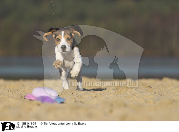 spielender Beagle / playing Beagle / SE-01395