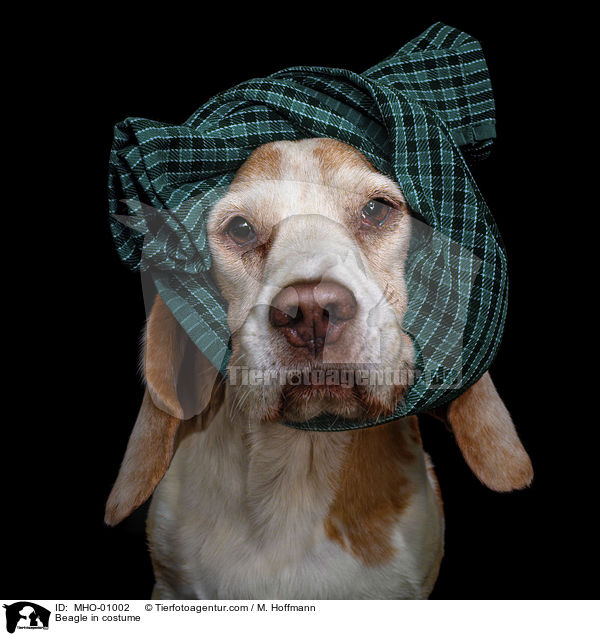 Beagle in costume / MHO-01002