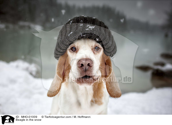 Beagle in the snow / MHO-01009