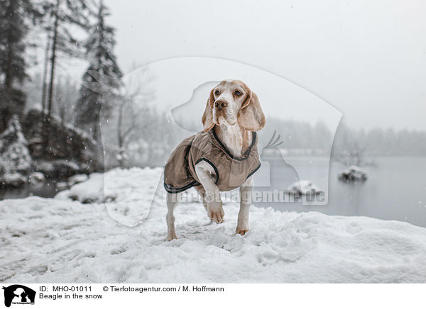 Beagle in the snow / MHO-01011