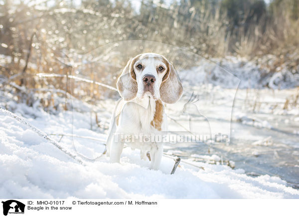 Beagle in the snow / MHO-01017