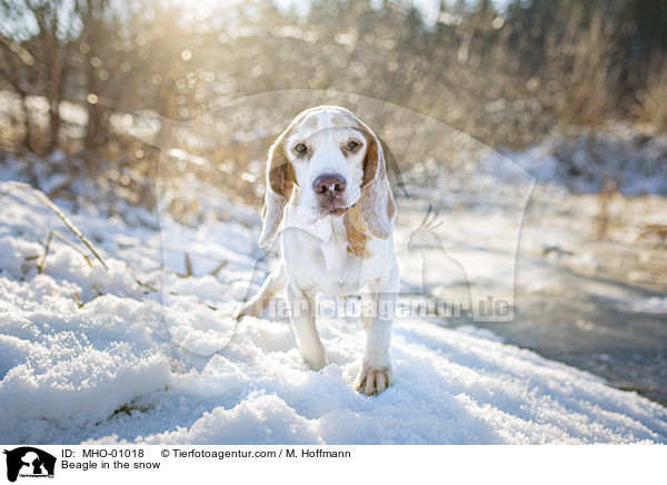 Beagle in the snow / MHO-01018