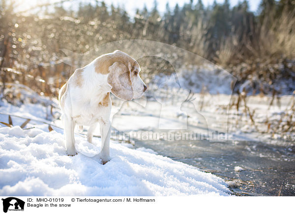 Beagle in the snow / MHO-01019