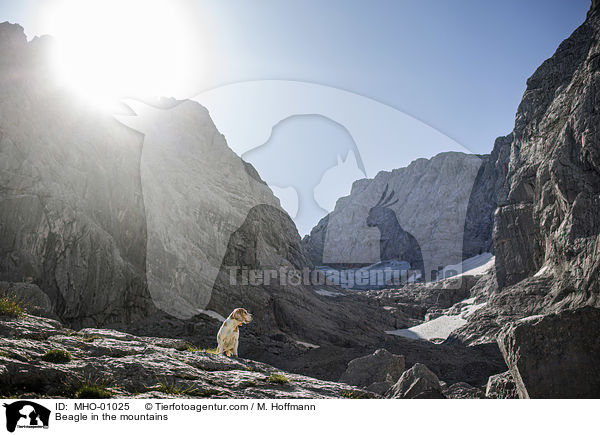 Beagle in den Bergen / Beagle in the mountains / MHO-01025