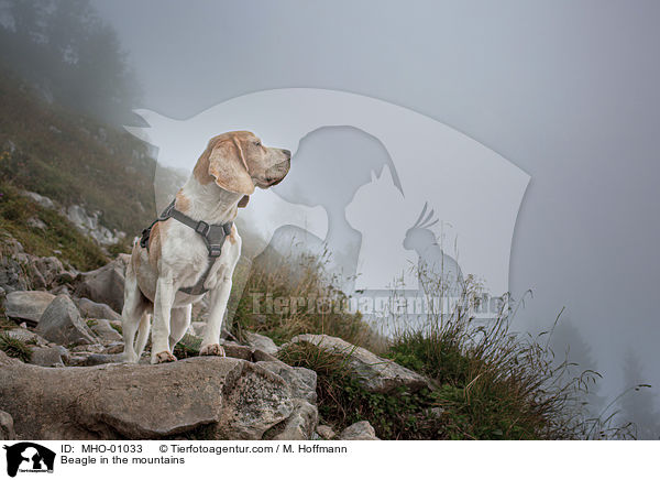 Beagle in den Bergen / Beagle in the mountains / MHO-01033