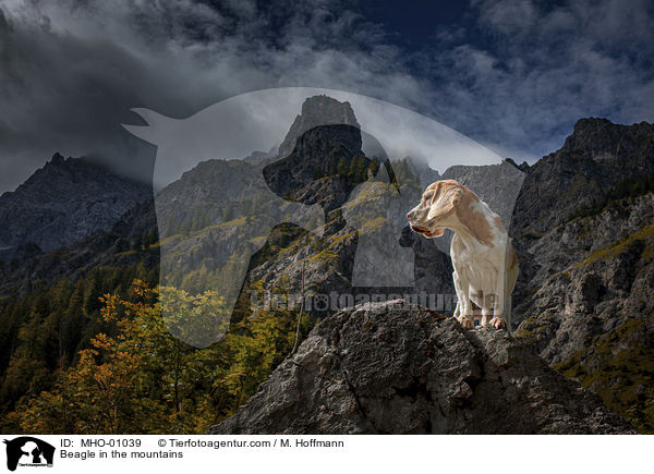 Beagle in den Bergen / Beagle in the mountains / MHO-01039