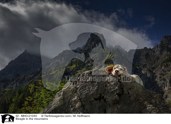 Beagle in den Bergen / Beagle in the mountains / MHO-01040