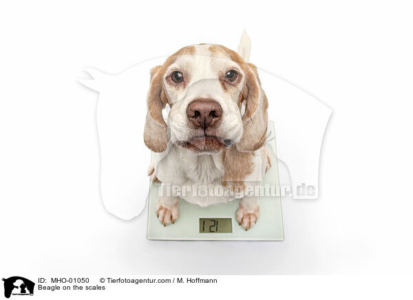 Beagle auf der Waage / Beagle on the scales / MHO-01050