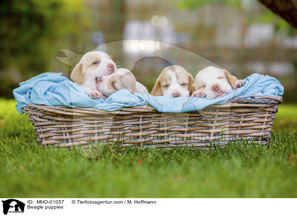 Beagle Welpen / Beagle puppies / MHO-01057
